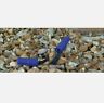 7193622 10999 King Innovation Pk Waterproof Direct Bury Wire Connector 719362109992