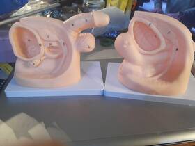 C220r210 Haywhnkn Male Female Human Catheterization Model Anatomical Of Reproductive System
