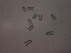 604314 Retainer Nos -24h3 9 Omc 1 Spring Lot Lawnboy