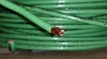 Lot Of 25FT Encore 106100905440 Copper Wire Awg 600V T90 Green Nylon E156879. Fixed Price $9.95.