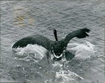 1982 Canadian Goose Hard Landing Lake Valmont Power Plant Animal Photo 8X10. Fixed Price $19.99.
