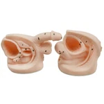 Female Human Catheterization Model Anatomical Of Reproductive System. Fixed Price $62.79.